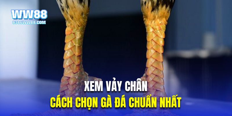 Xem vảy chân là cách chọn gà đá chuẩn nhất