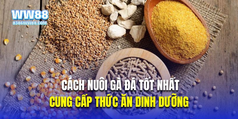 Cung cấp thức ăn dinh dưỡng là cách nuôi gà đá tốt nhất