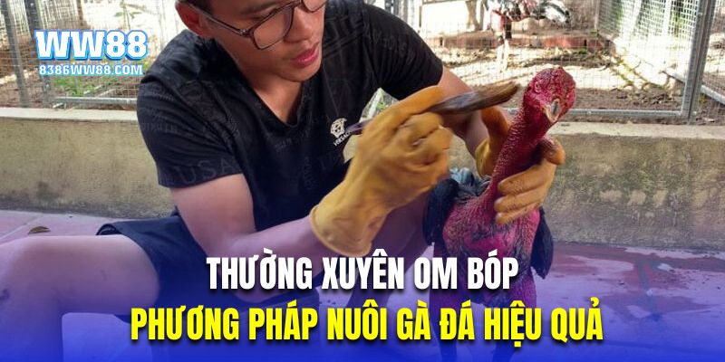 Thường xuyên om bóp là phương pháp nuôi gà đá hiệu quả