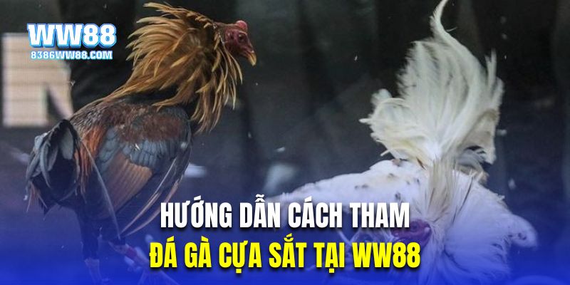 Hướng dẫn khách hàng cá cược chọi kê cựa sắt tại WW88