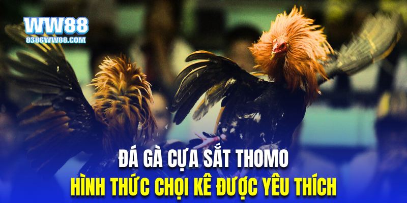 Đá gà Thomo cựa sắt luôn lựa chọn ưu tiên của nhiều hội viên