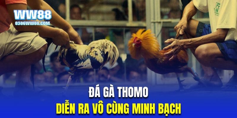 Chọi kê Thomo WW88 cam kết minh bạch trong kết quả