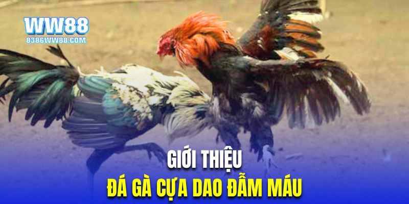 Giới thiệu thể loại thi đấu chọi kê cựa dao đẫm máu