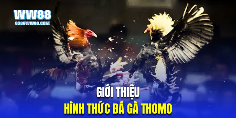 Tìm hiểu về giải đấu kê Thomo đình đám