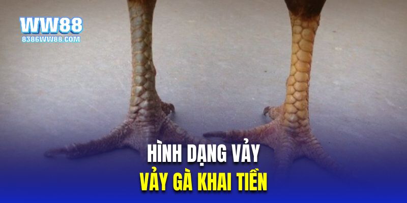 Hình dạng vảy là yếu tố chọn được gà hay 