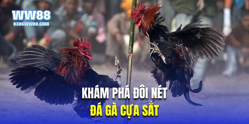 Khám phá đôi nét về chọi kê bằng cựa sắt