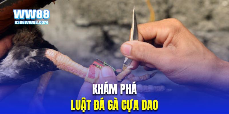 Khám phá luật đá gà cựa dao chi tiết 2024