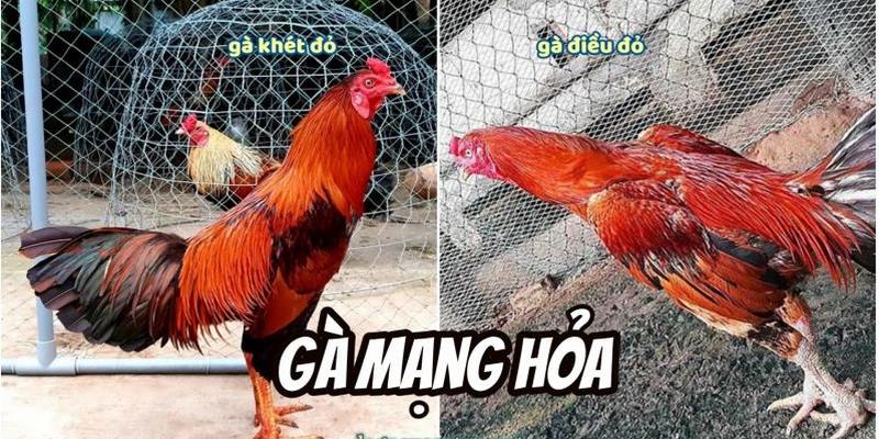 Tìm hiểu về màu mạng gà đá