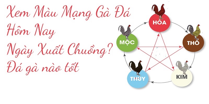 Top 3 cách xem màu mạng gà đá