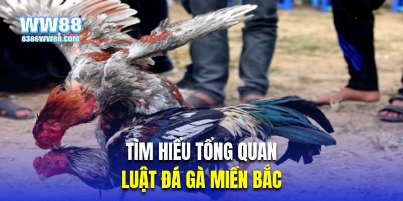 Tìm hiểu tổng quan về luật chọi kê miền Bắc 