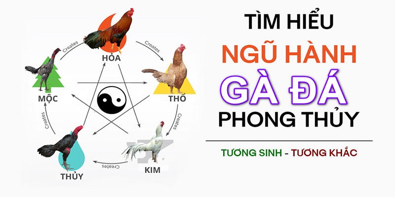 Xem màu mạng gà đá theo quy tắc tương sinh