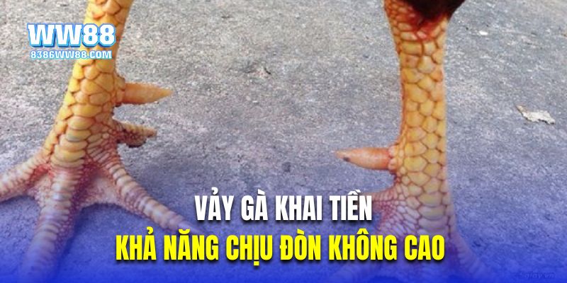 Khả năng chịu đòn không cao là lý do vảy gà khai tiền ít được ưa chuộng